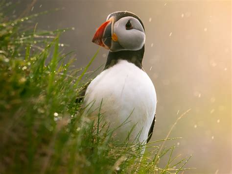[Unreal Engine] Wild Life [Build 2020.05.15] [Adeptus Steve].